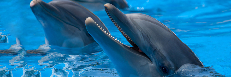 LEDビジョン新設！　水族館・八景島シーパラダイス「海の動物たちのショー」